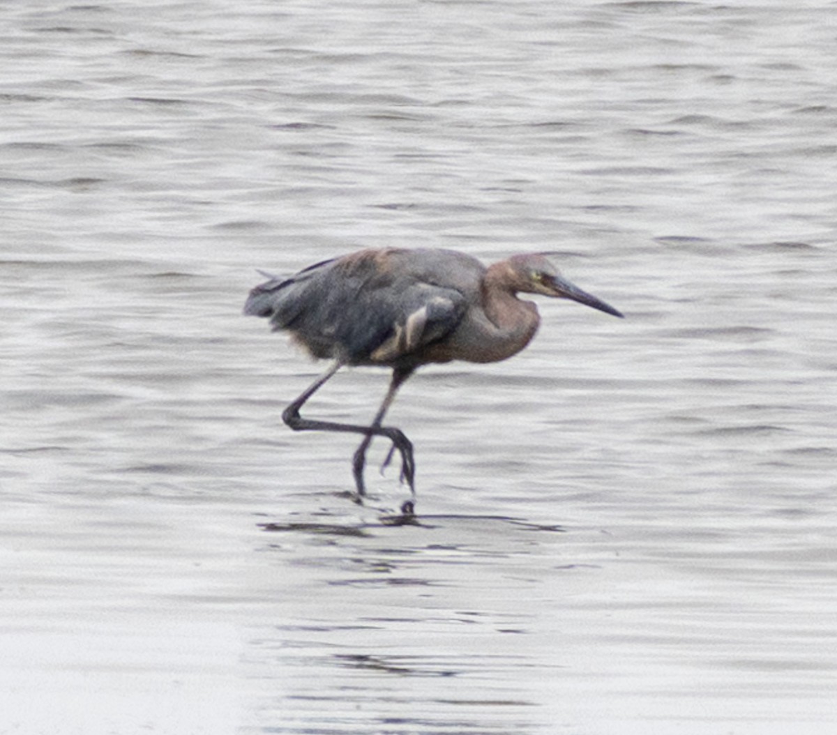 Reddish Egret - Georgia Wyatt