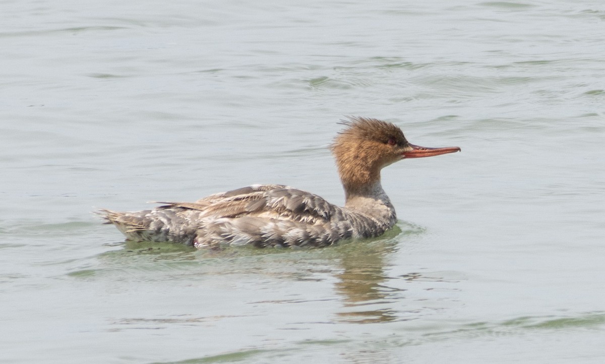 Red-breasted Merganser - ML621487576