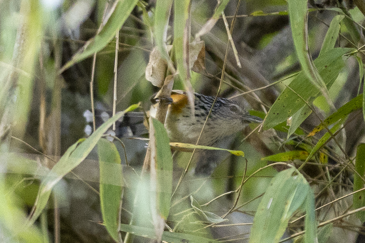 Klages's Antbird - ML621487673