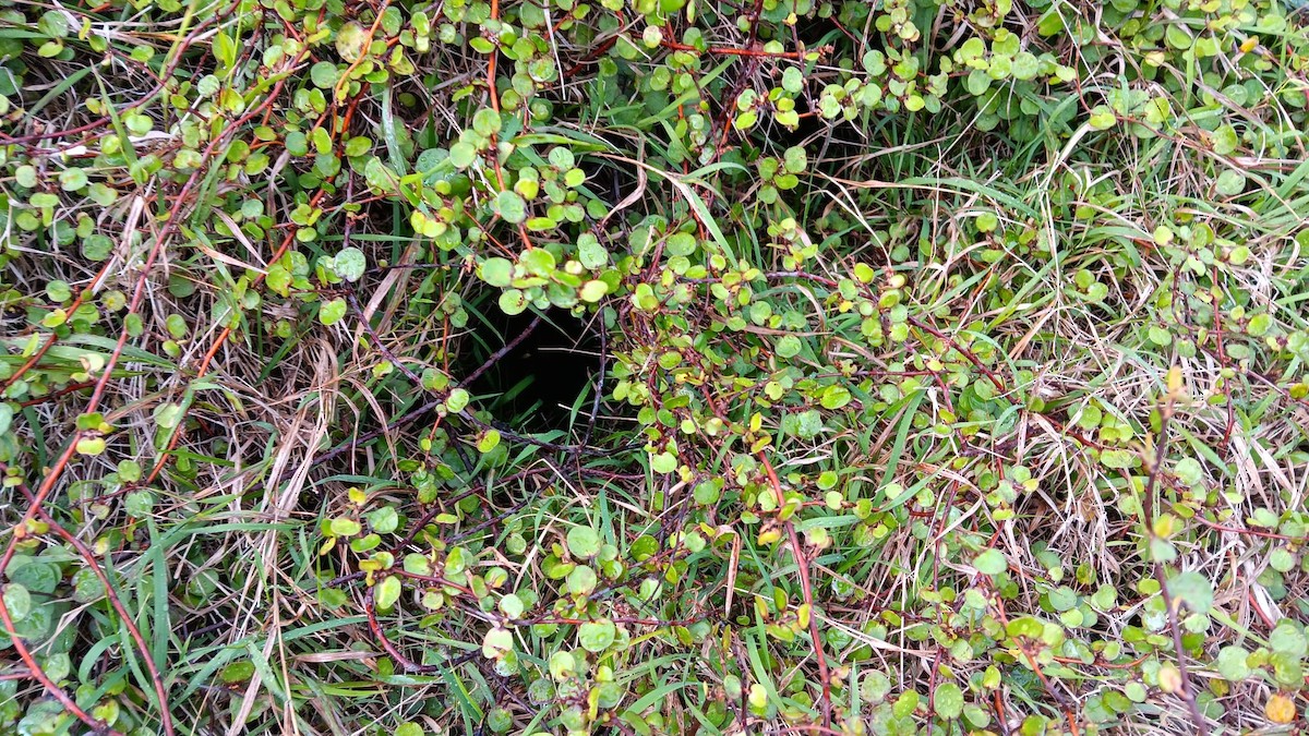Common Diving-Petrel - ML621487715