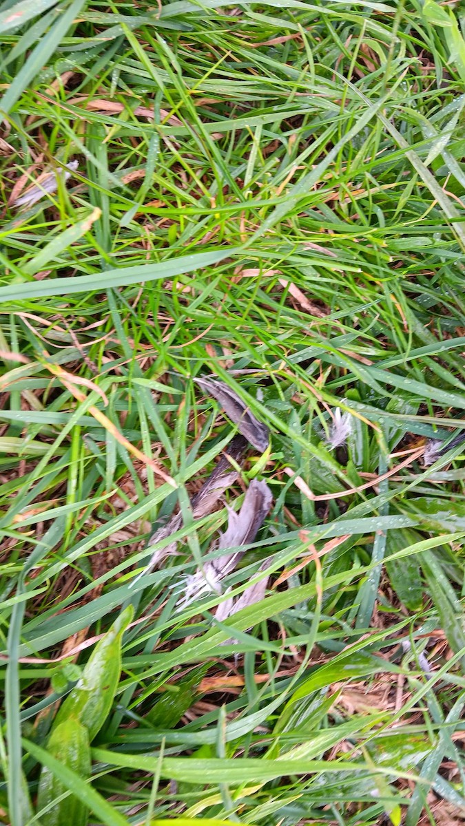 Common Diving-Petrel - ML621487725