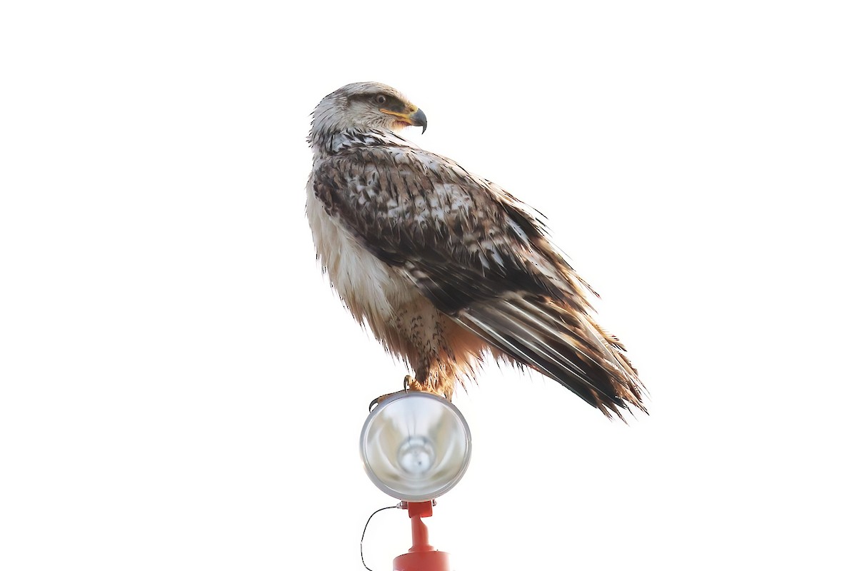 Ferruginous Hawk - ML621487754