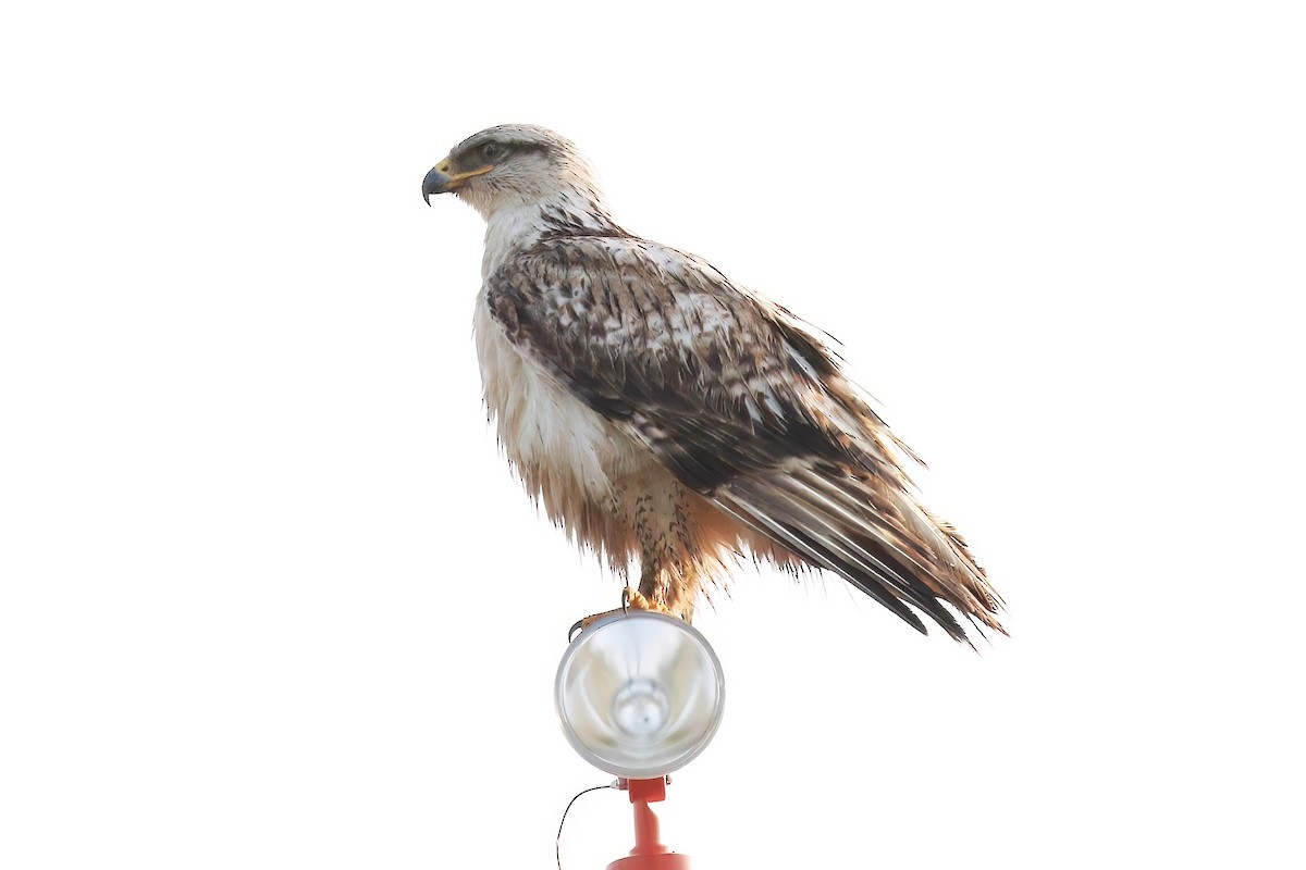 Ferruginous Hawk - ML621487759