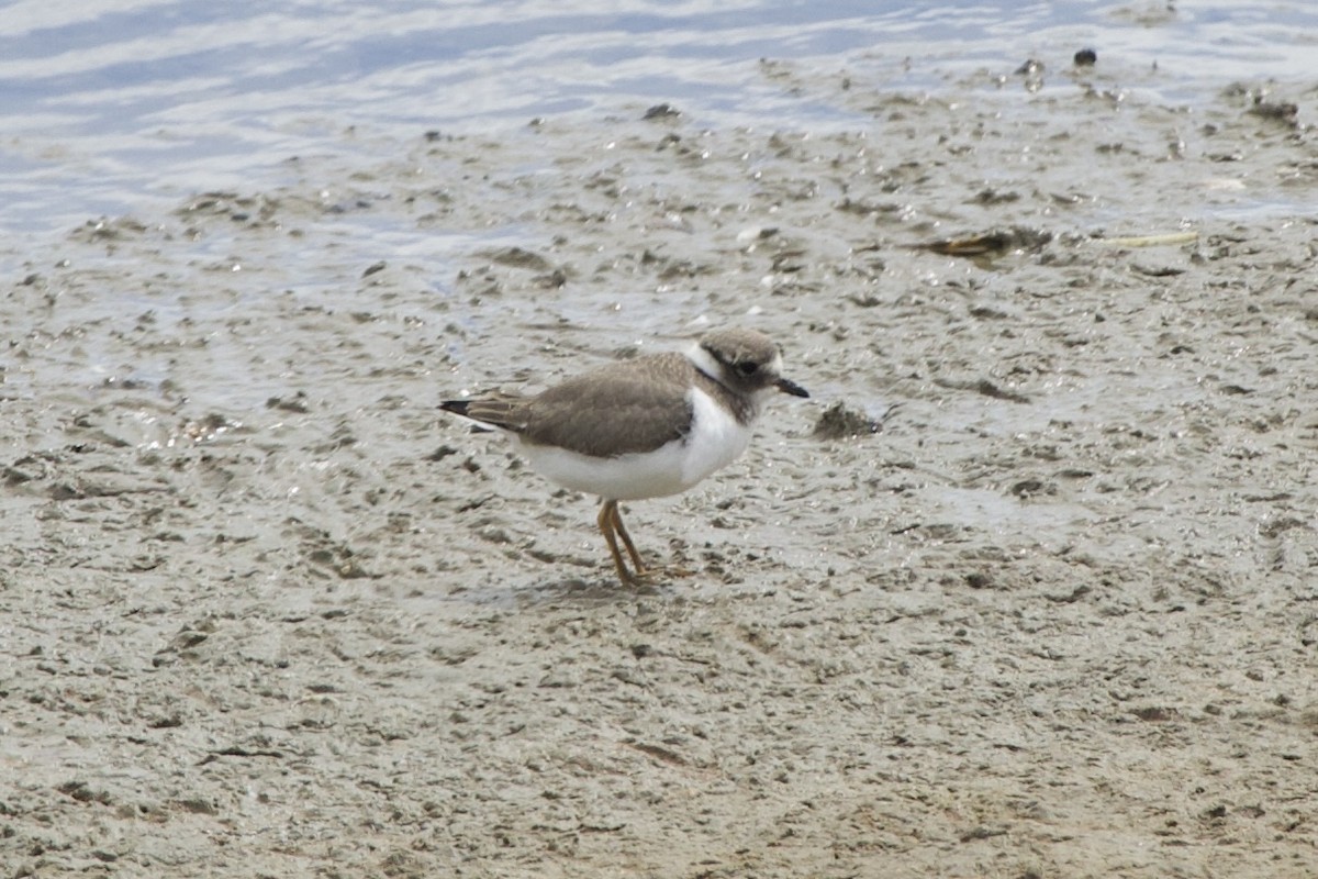 Common Ringed Plover - ML621487788