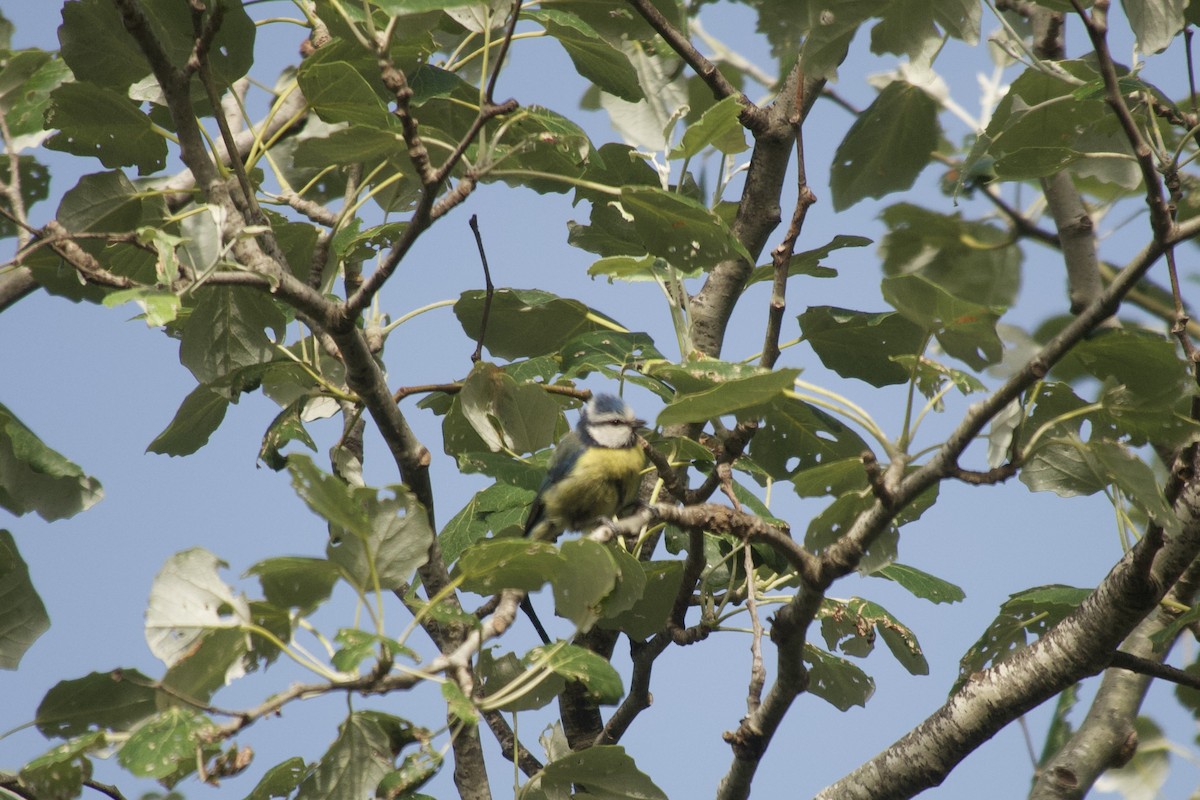 Eurasian Blue Tit - ML621487803