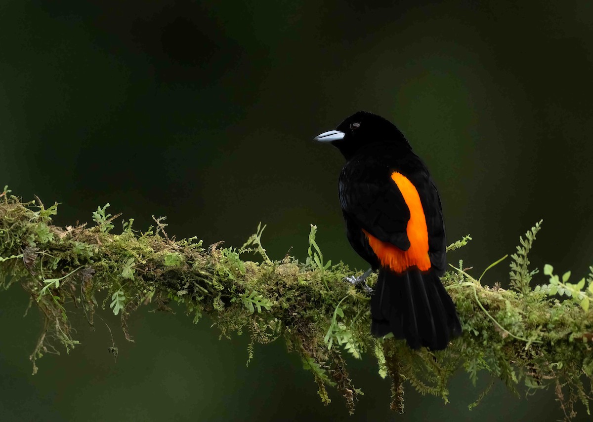 Flame-rumped Tanager - ML621487818