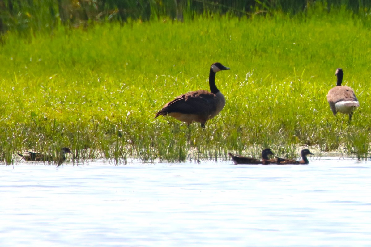 Wood Duck - ML621487853