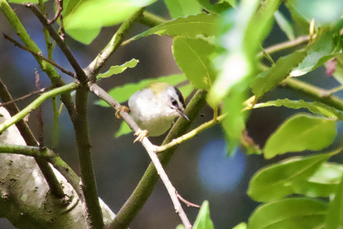 Common Firecrest - ML621487877