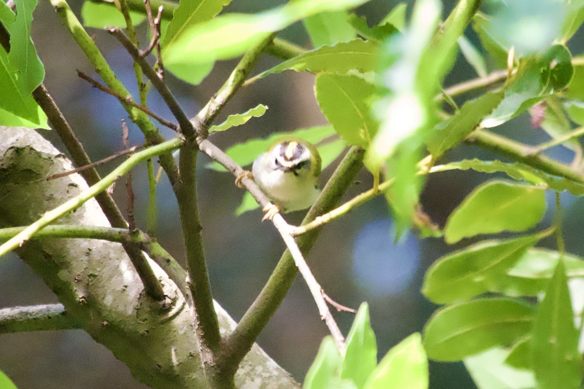 Common Firecrest - ML621487882