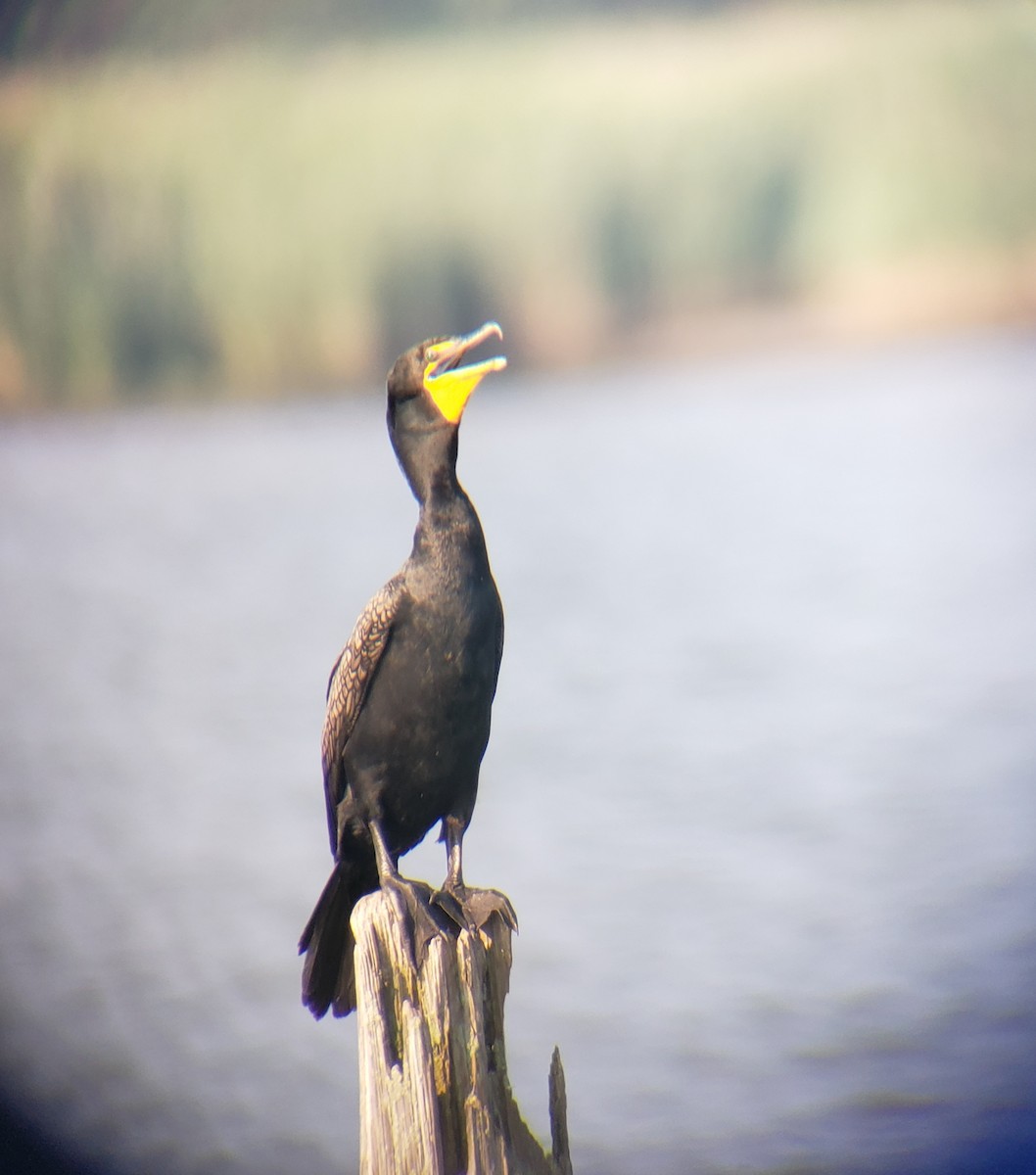 Double-crested Cormorant - ML621487898