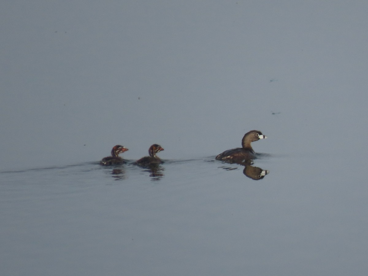 Pied-billed Grebe - Bob Hargis