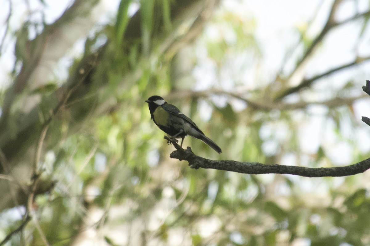 Great Tit - ML621487937