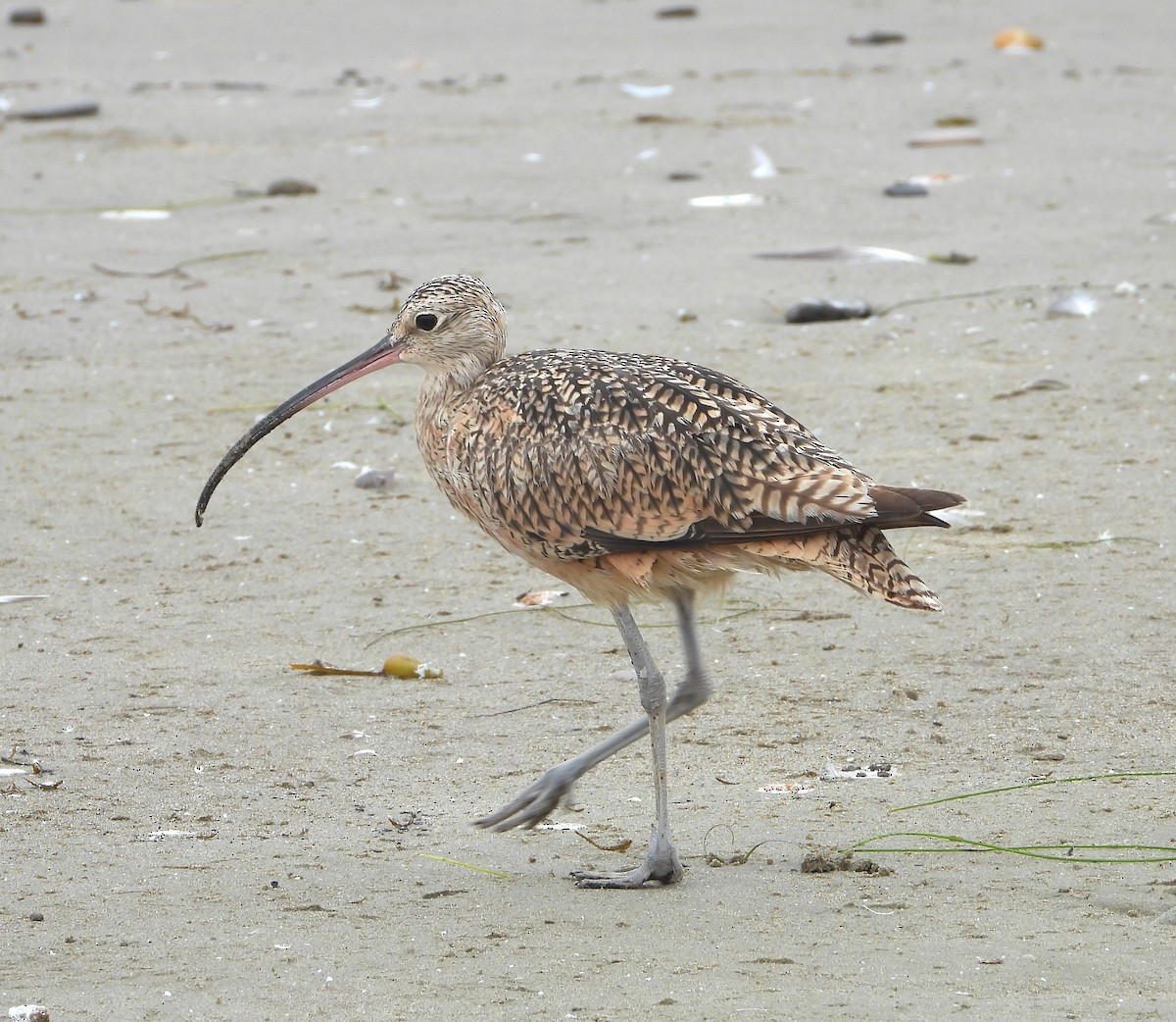 Long-billed Curlew - ML621488112