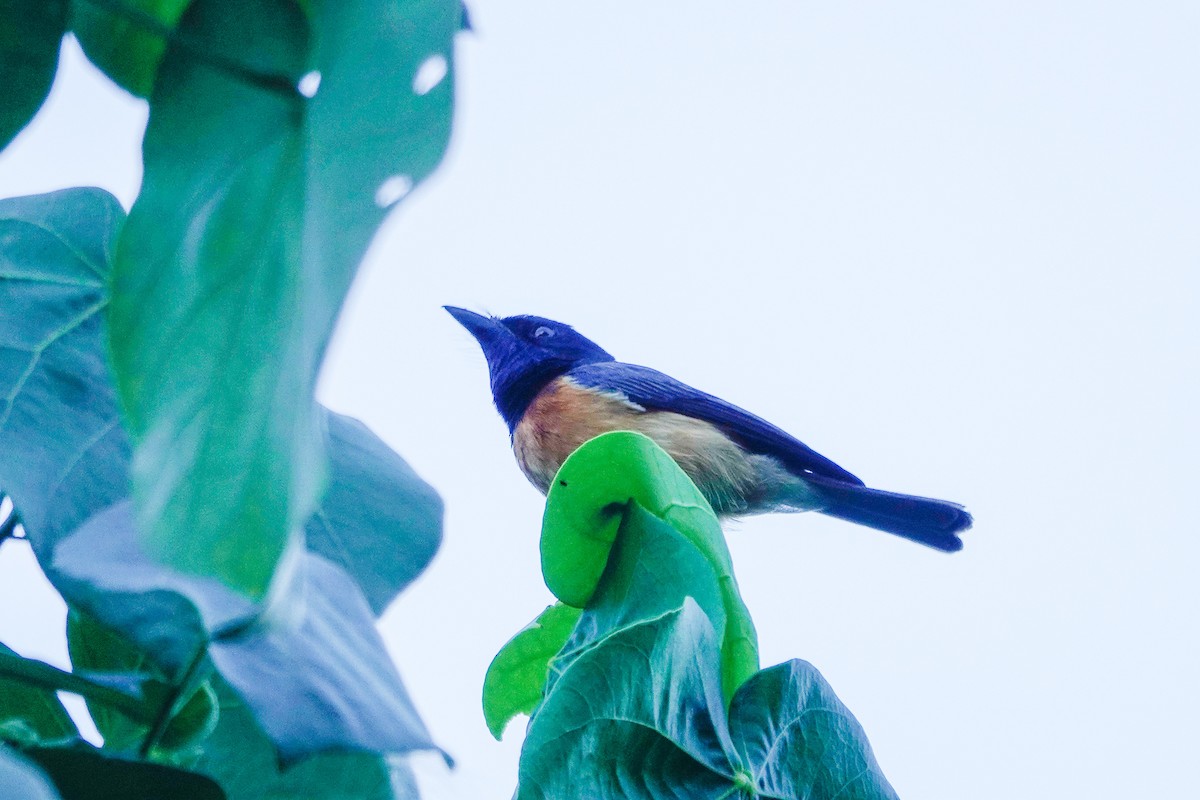 Vanikoro Flycatcher - ML621488120