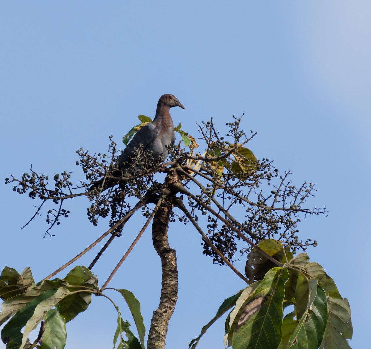 Plain Pigeon - ML621488139