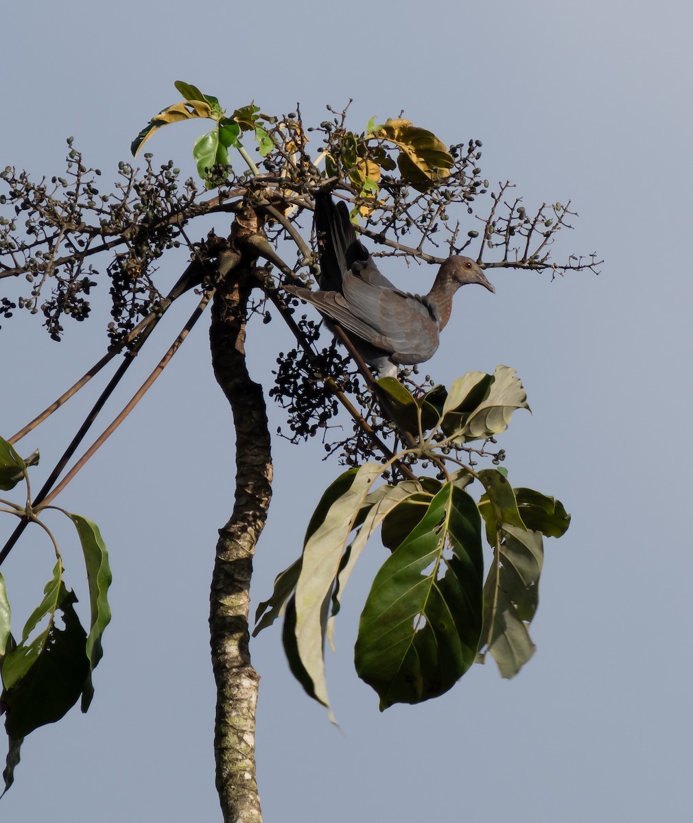 Plain Pigeon - ML621488140