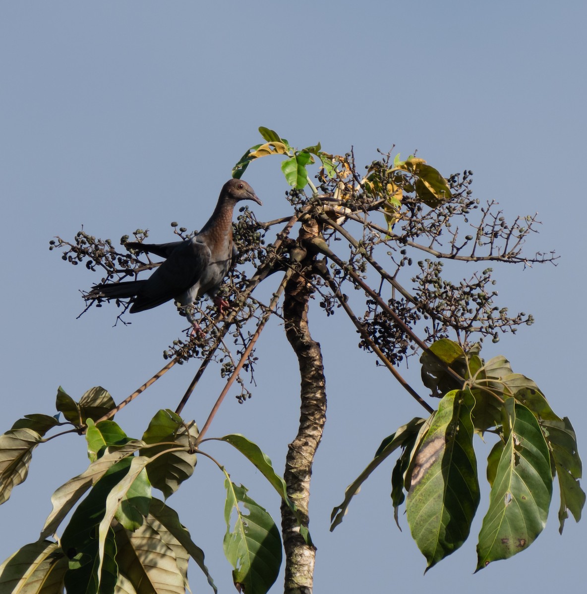 Plain Pigeon - jose santiago