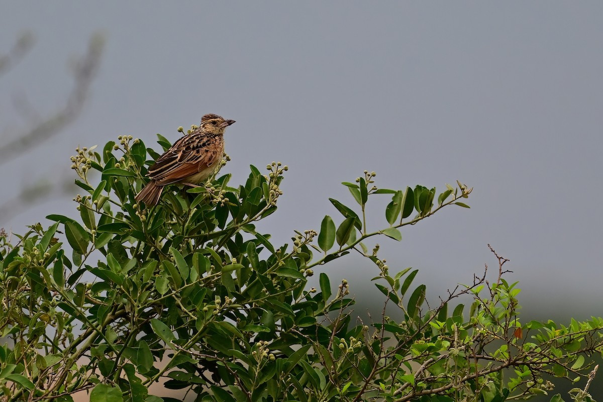 Rufous-naped Lark - ML621488160