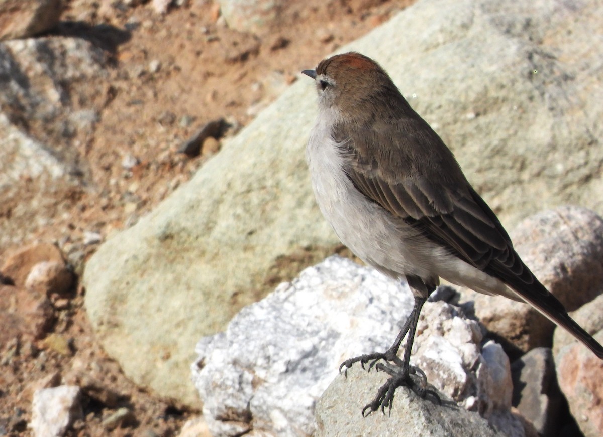 White-browed Ground-Tyrant - ML621488187