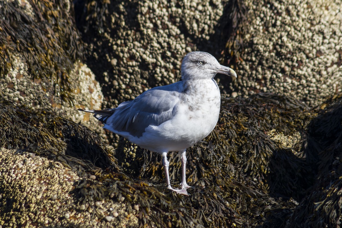 Kanadamöwe - ML621488211
