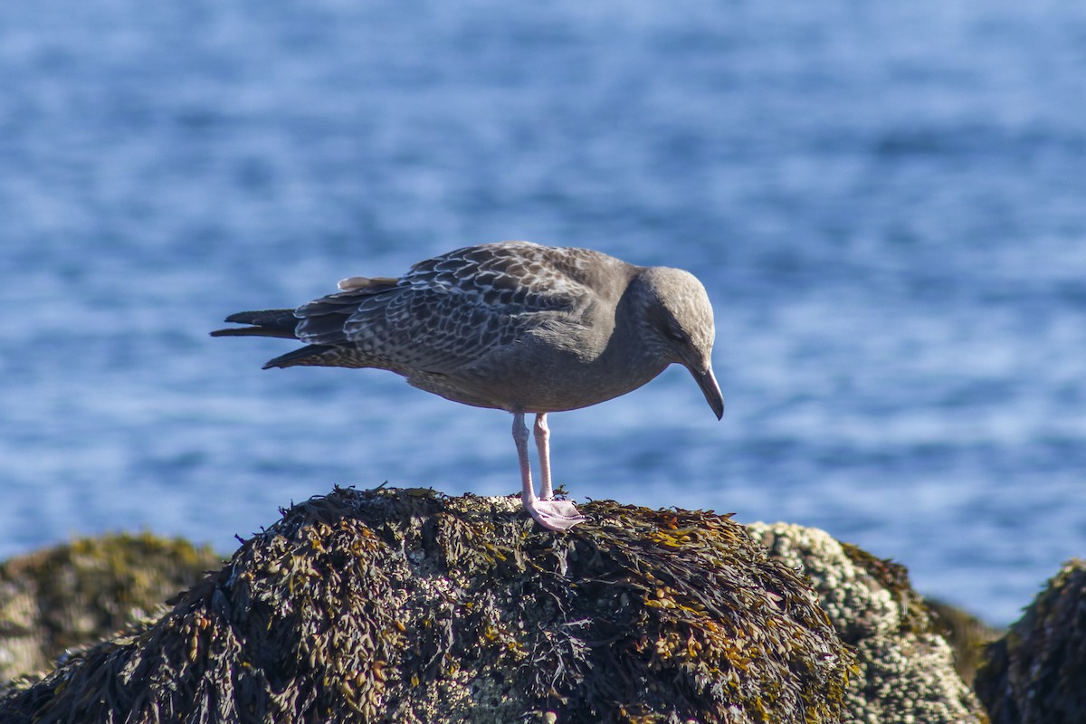 Kanadamöwe - ML621488212