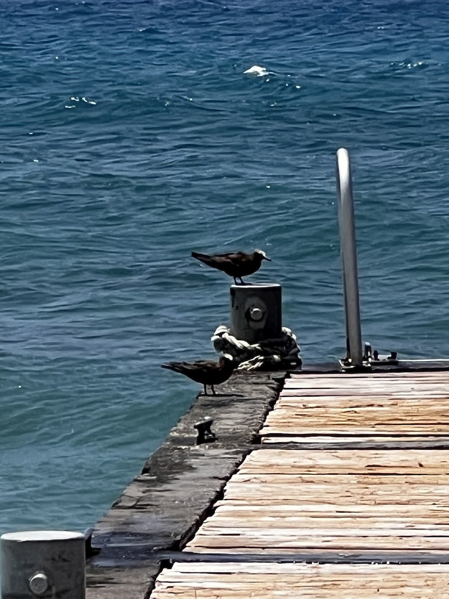 Brown Noddy - ML621488410