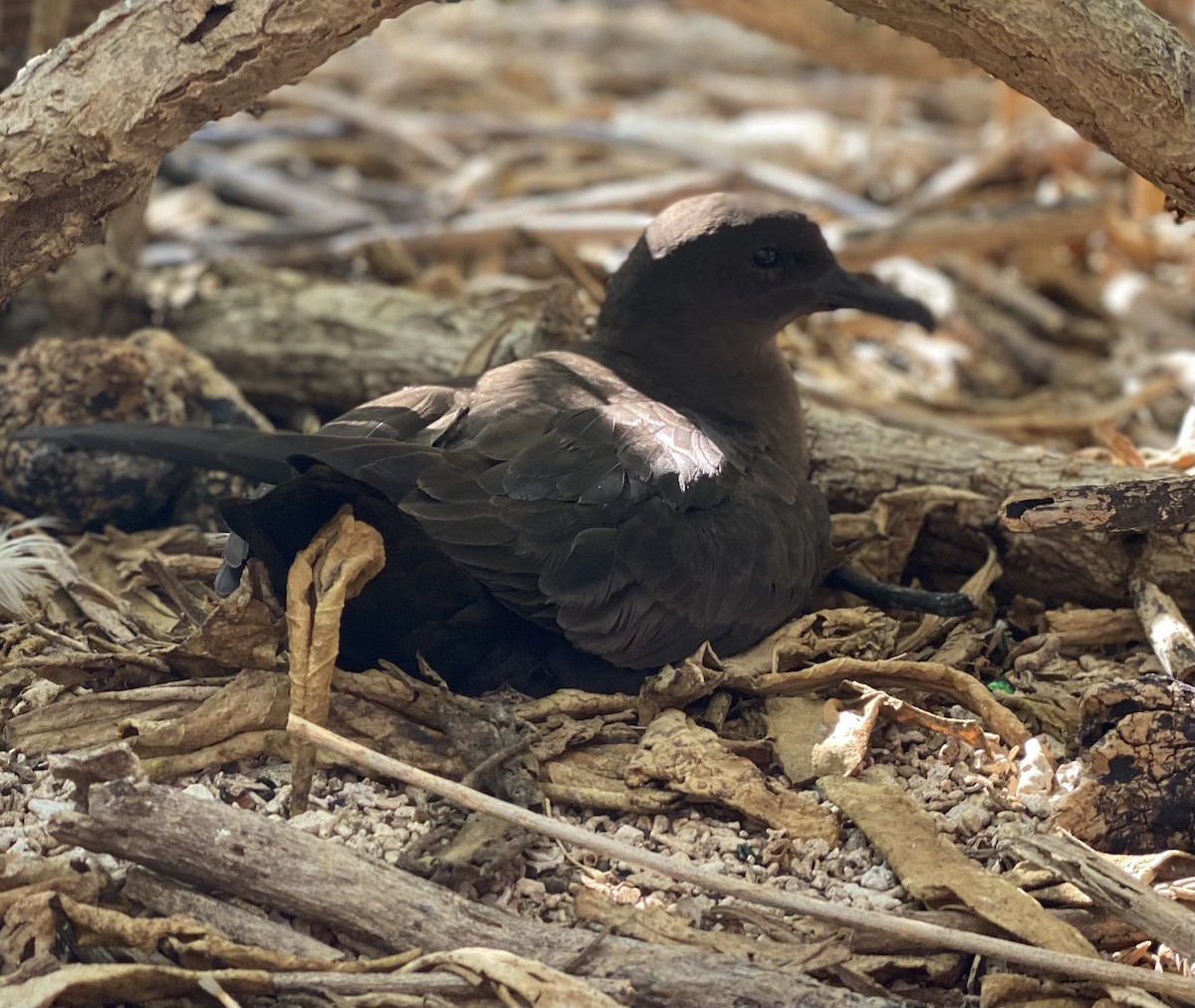 Christmas Shearwater - ML621488469