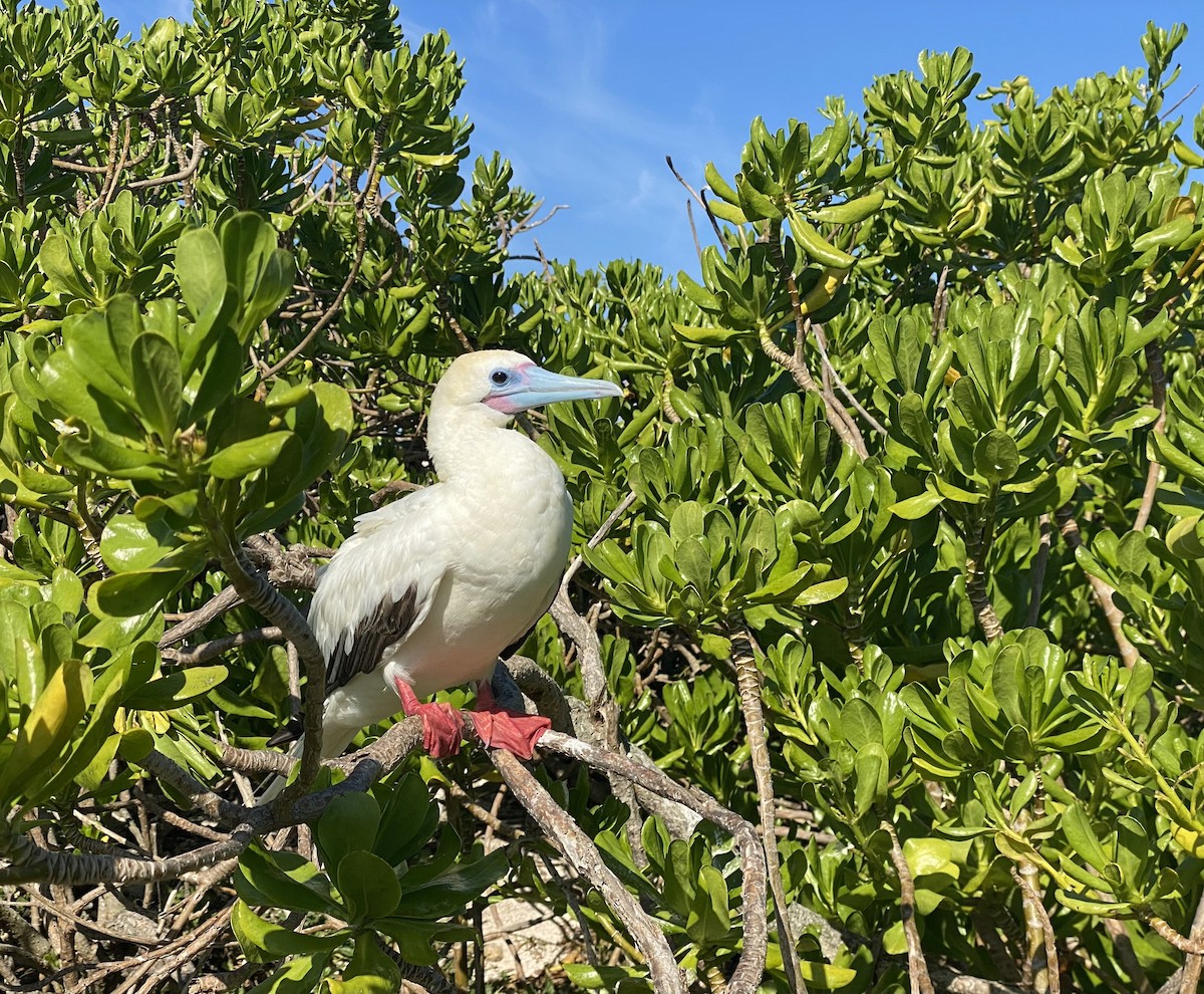 Red-footed Booby - ML621488478