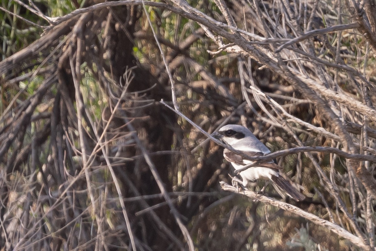 Loggerhead Shrike - ML621488483