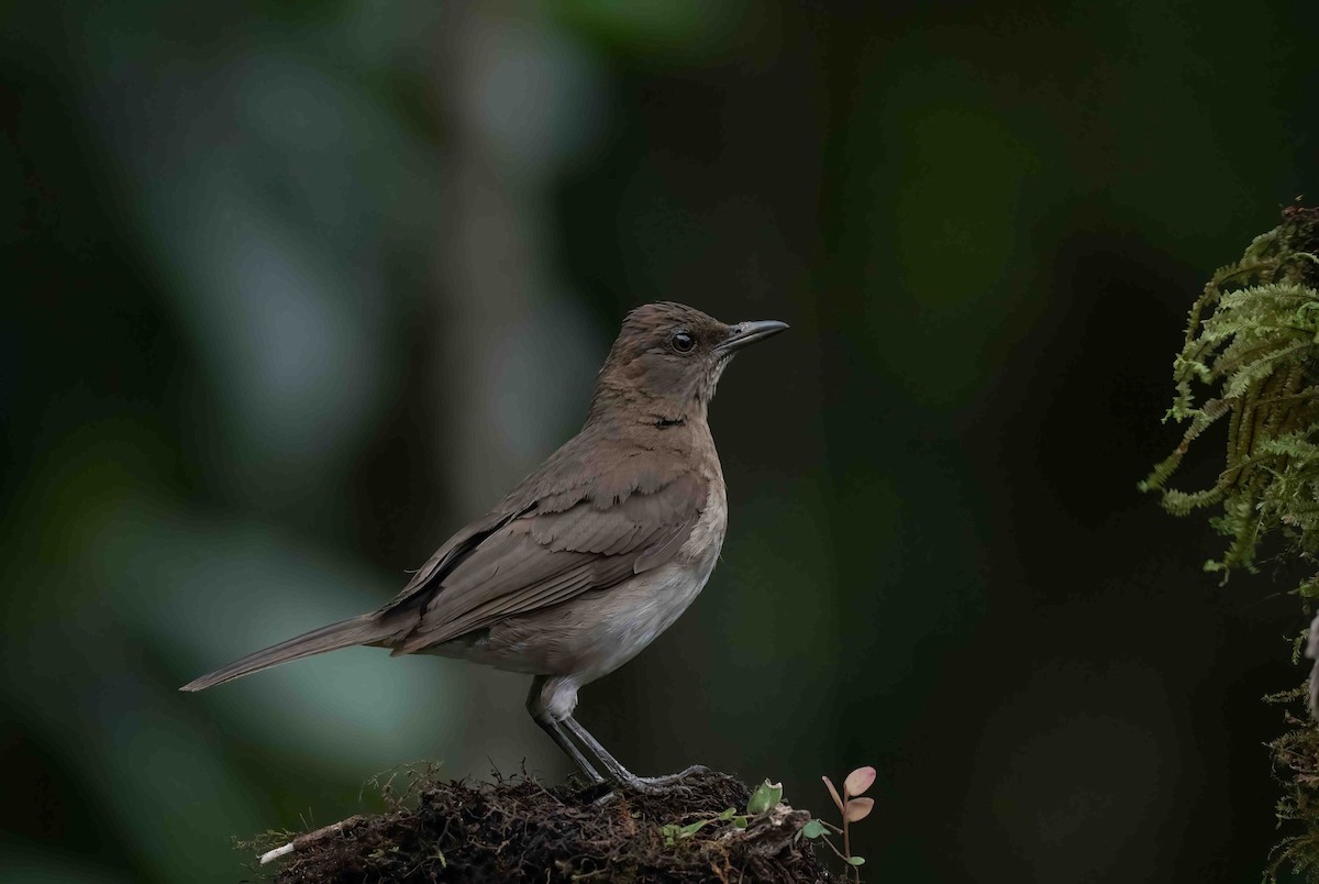 Black-billed Thrush - ML621488486