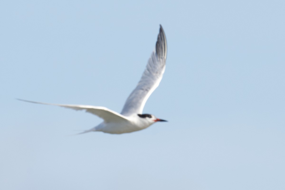 Roseate Tern - ML621488665