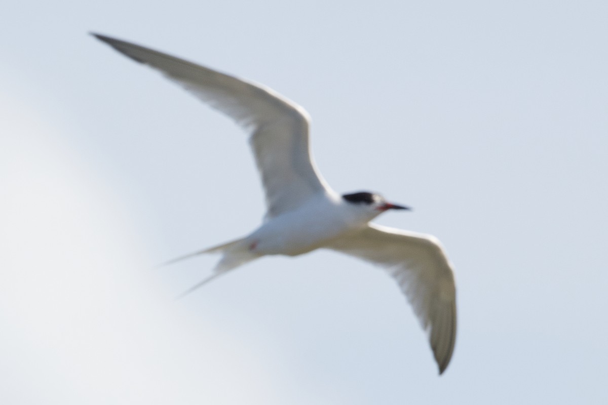 Roseate Tern - ML621488666