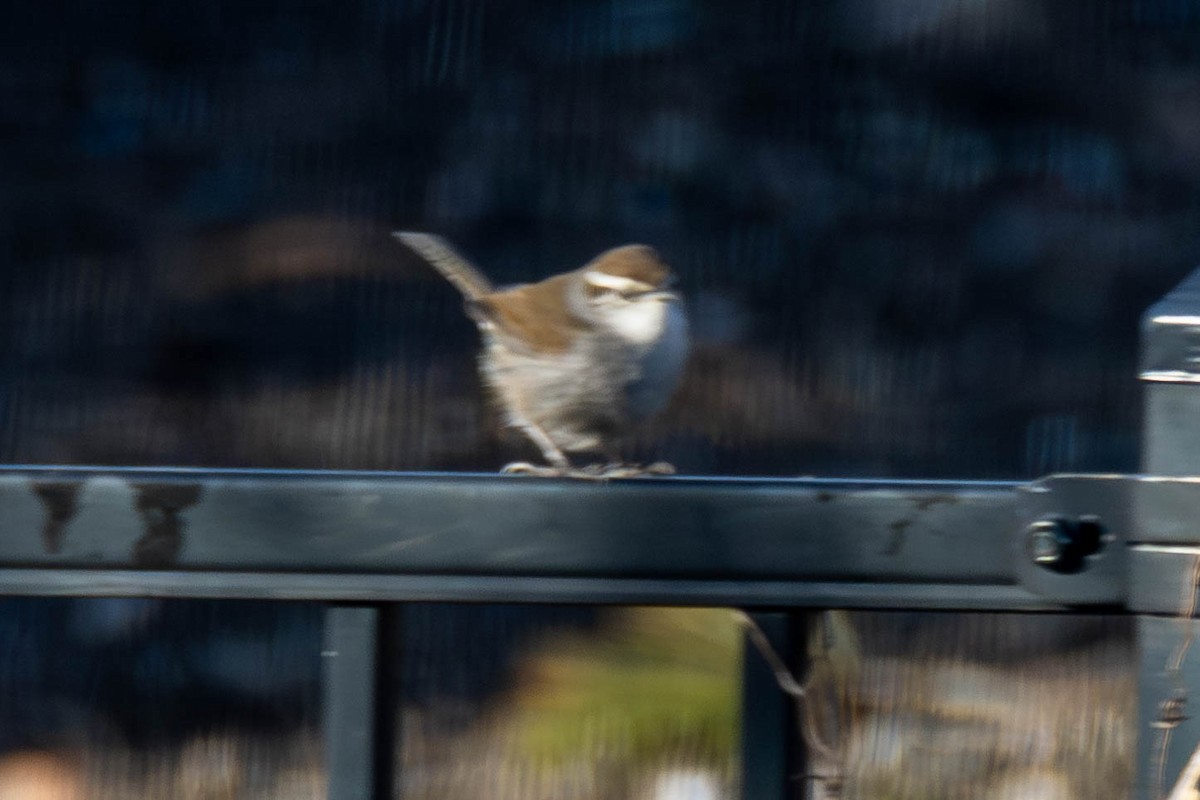 Bewick's Wren - ML621488737