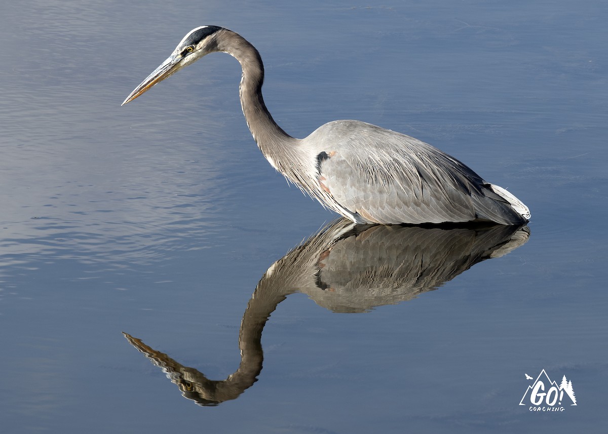 Great Blue Heron - ML621488743