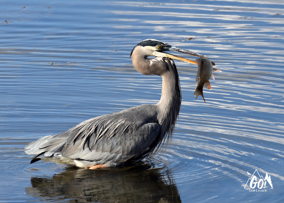 Great Blue Heron - ML621488744