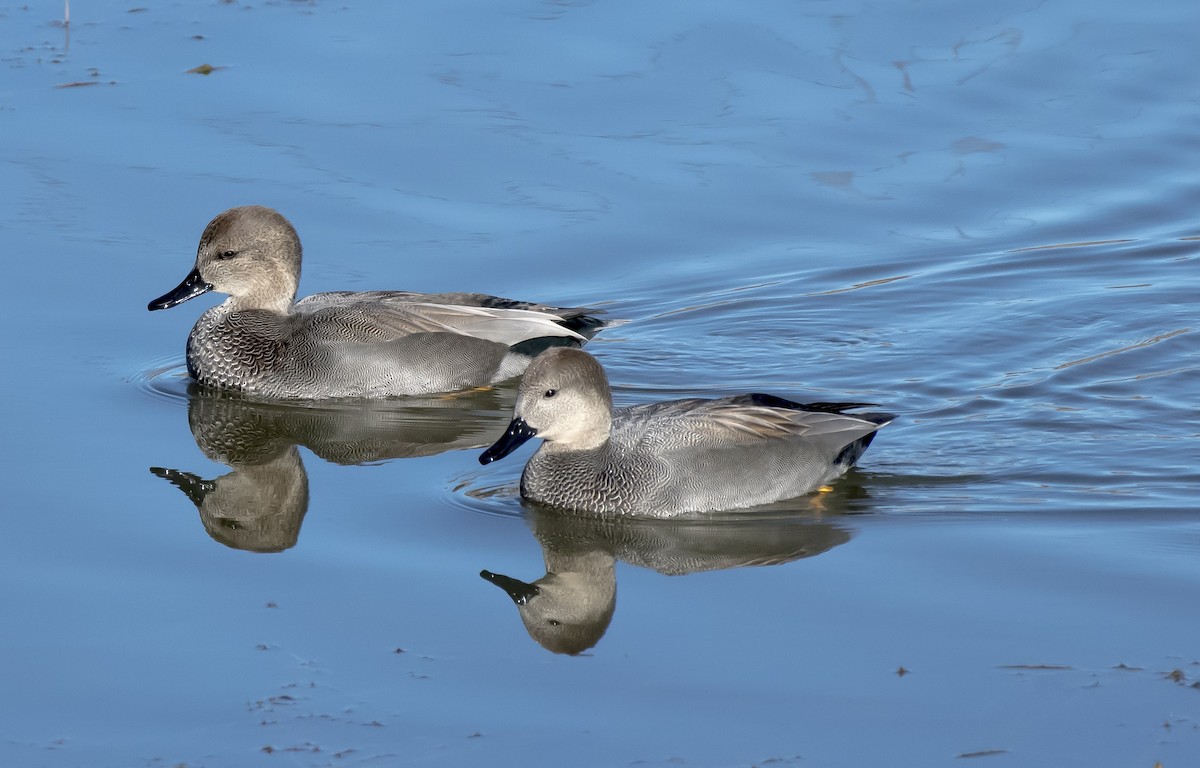 Gadwall - ML621488768
