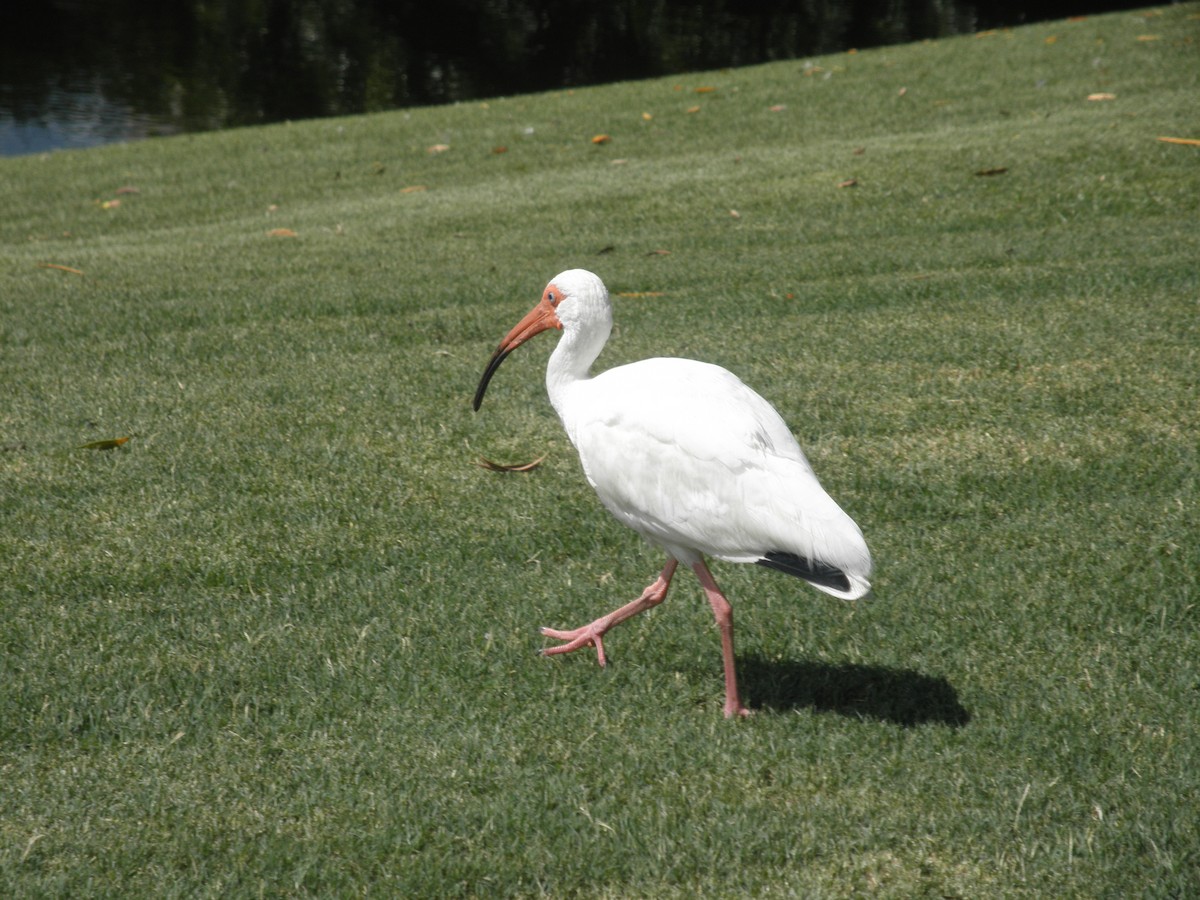 White Ibis - ML621488916