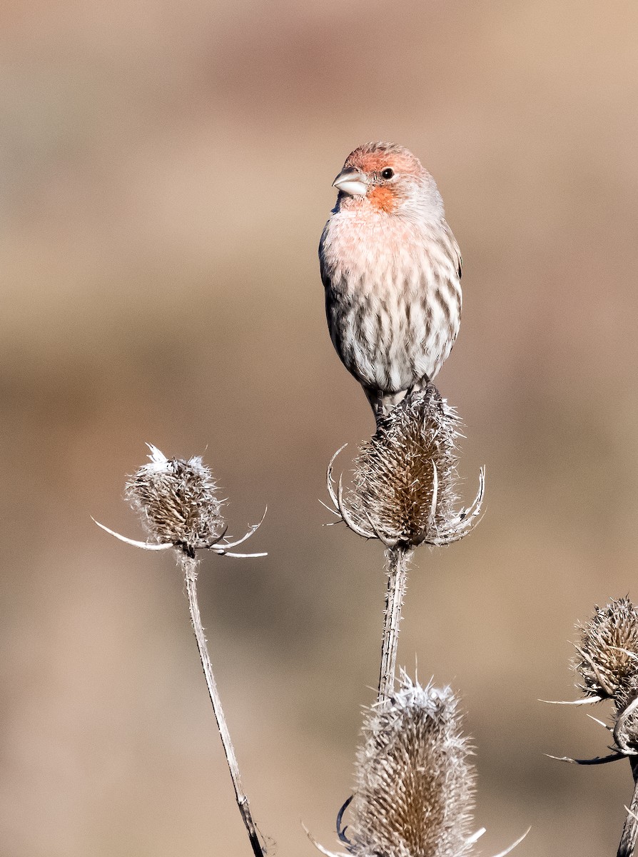 House Finch - ML621488933