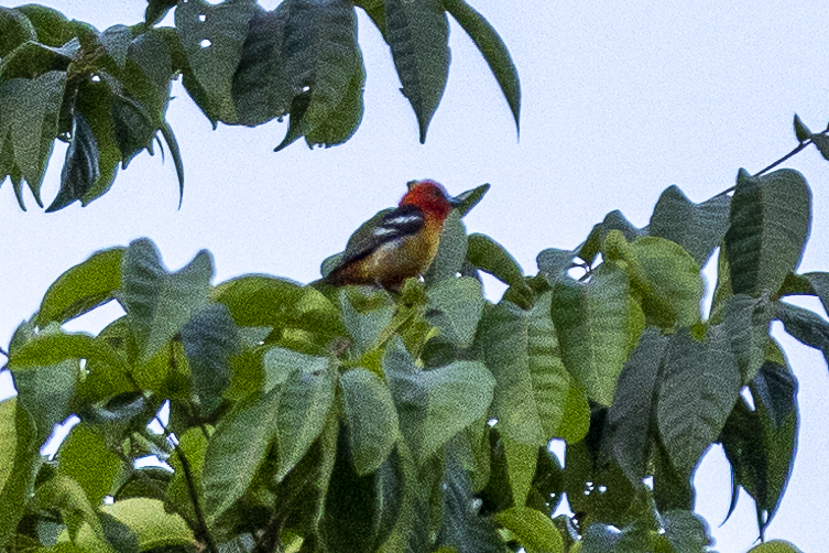 Ochre-breasted Brushfinch - ML621488941