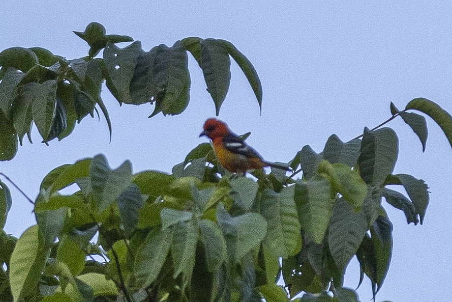 Ochre-breasted Brushfinch - César Agudelo