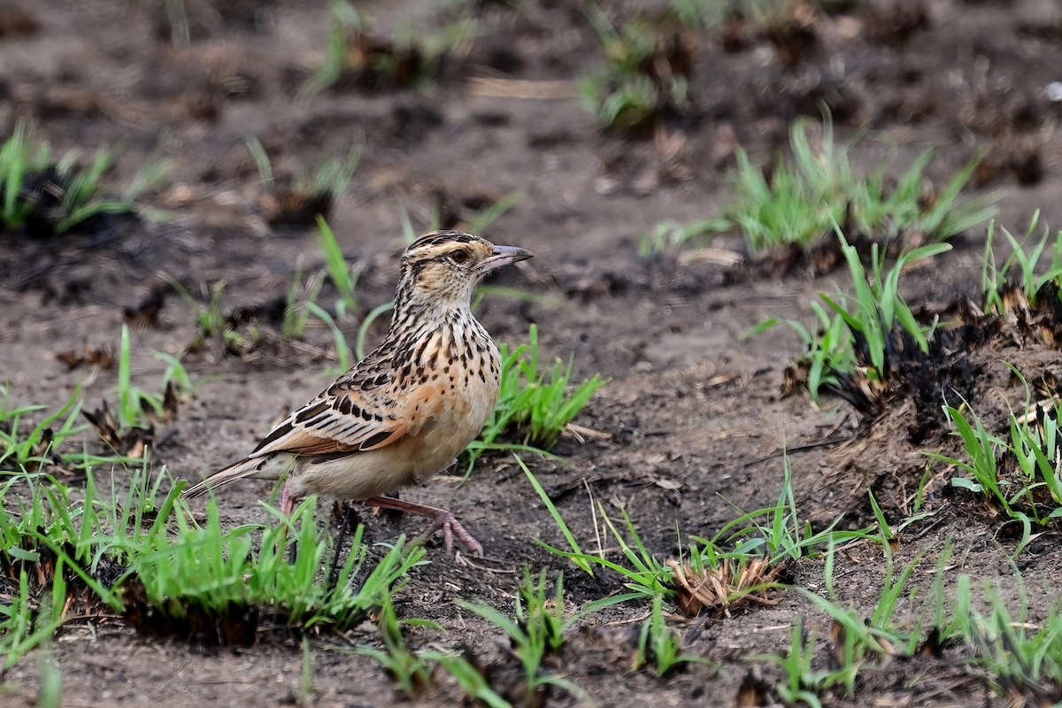 Rufous-naped Lark - ML621489000