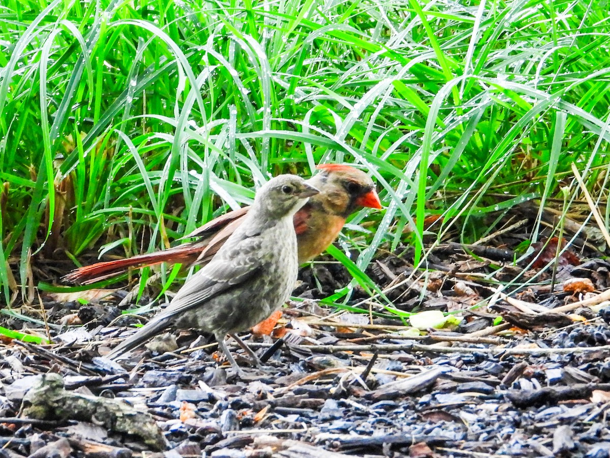 Northern Cardinal - ML621489023