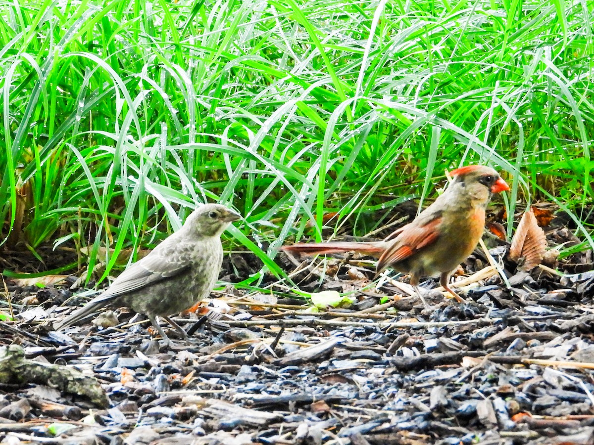 Northern Cardinal - ML621489025