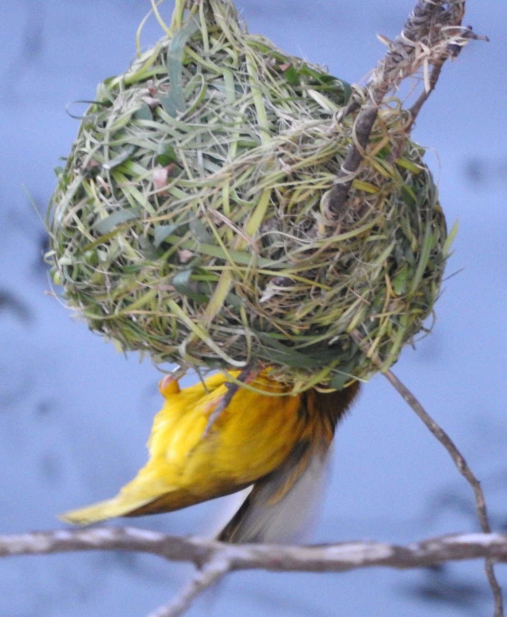 Cape Weaver - Dieter Oschadleus