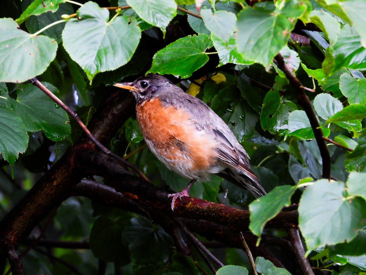 American Robin - ML621489096