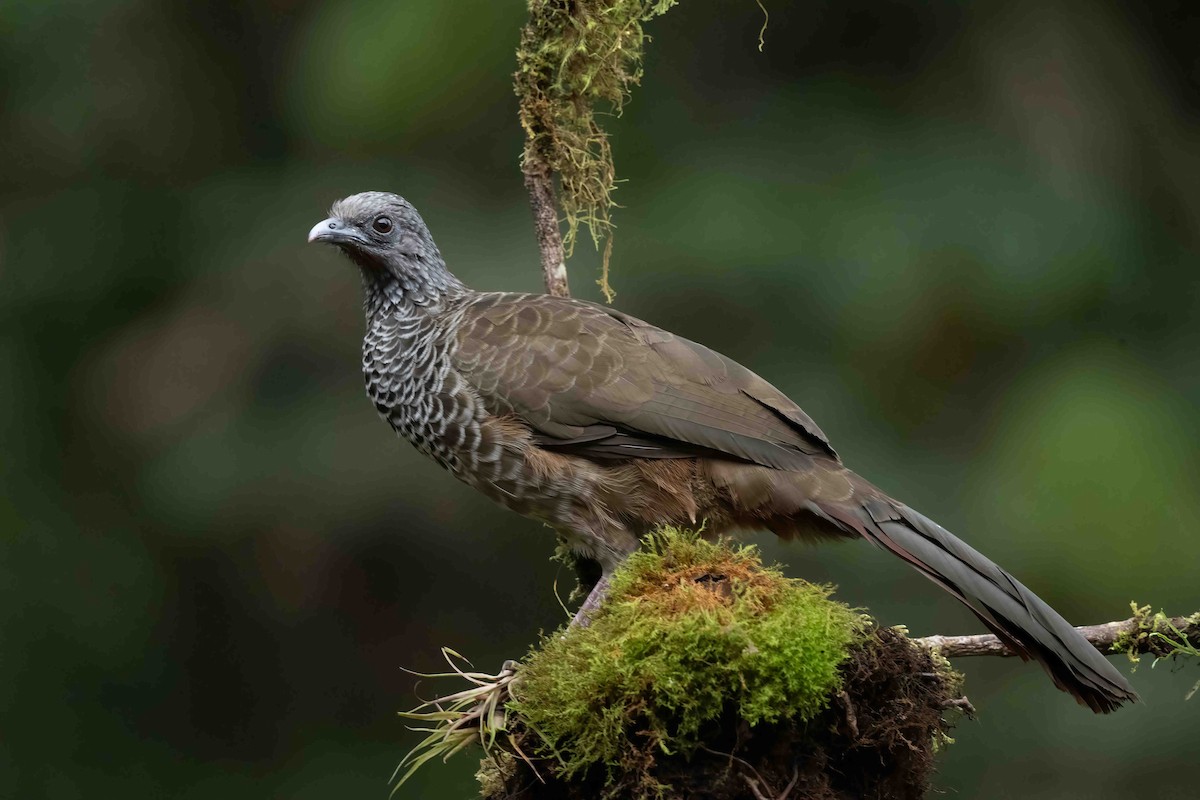 Colombian Chachalaca - ML621489107