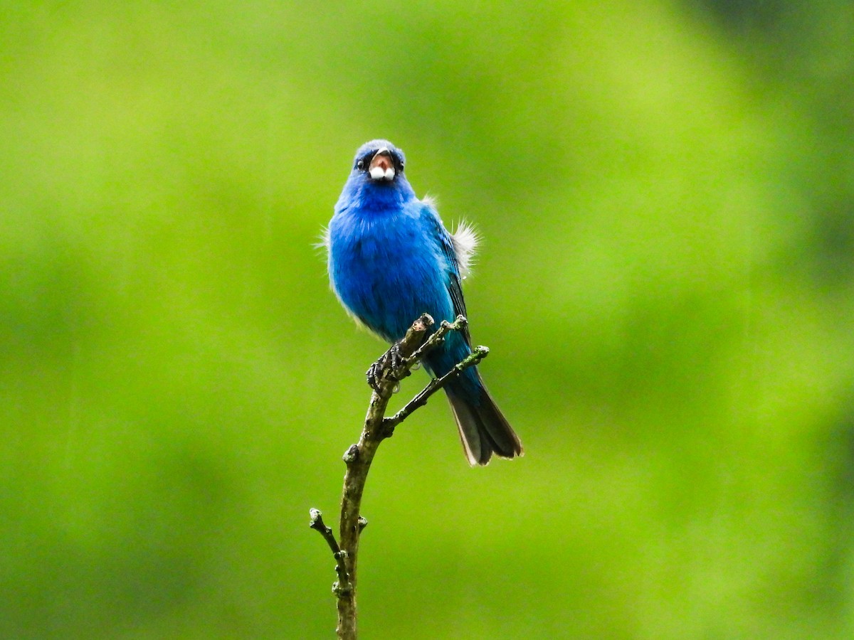 Indigo Bunting - ML621489130