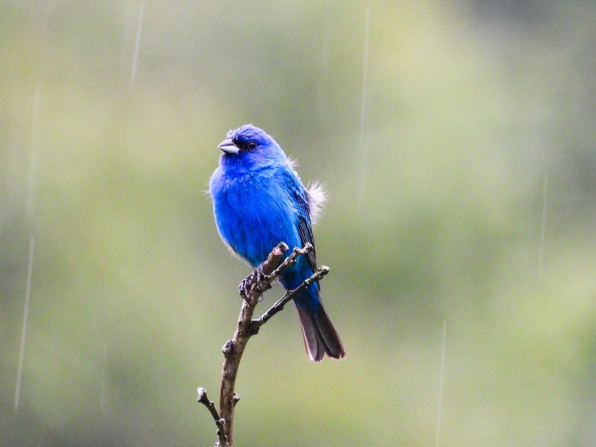 Indigo Bunting - Haley Gottardo