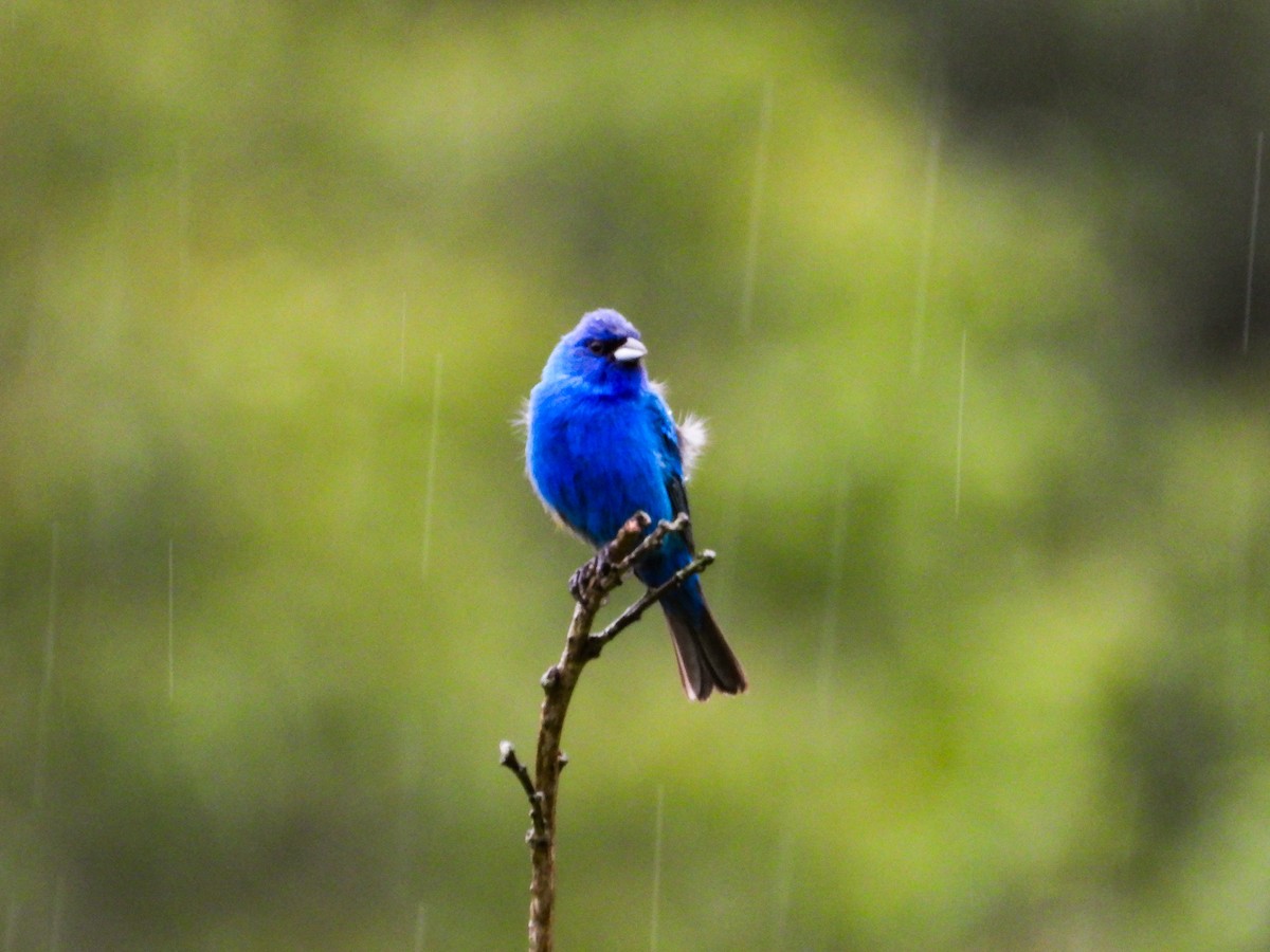 Indigo Bunting - ML621489132