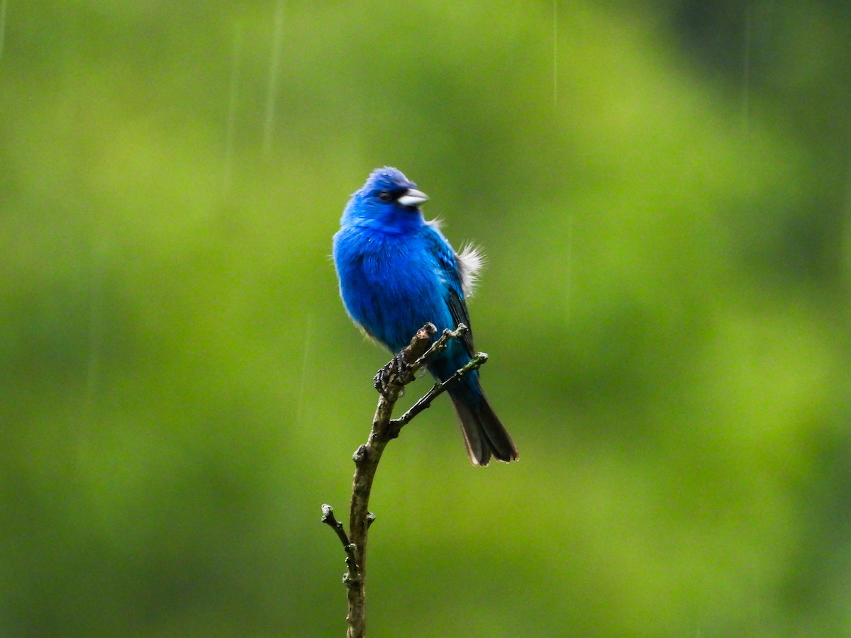 Indigo Bunting - ML621489133